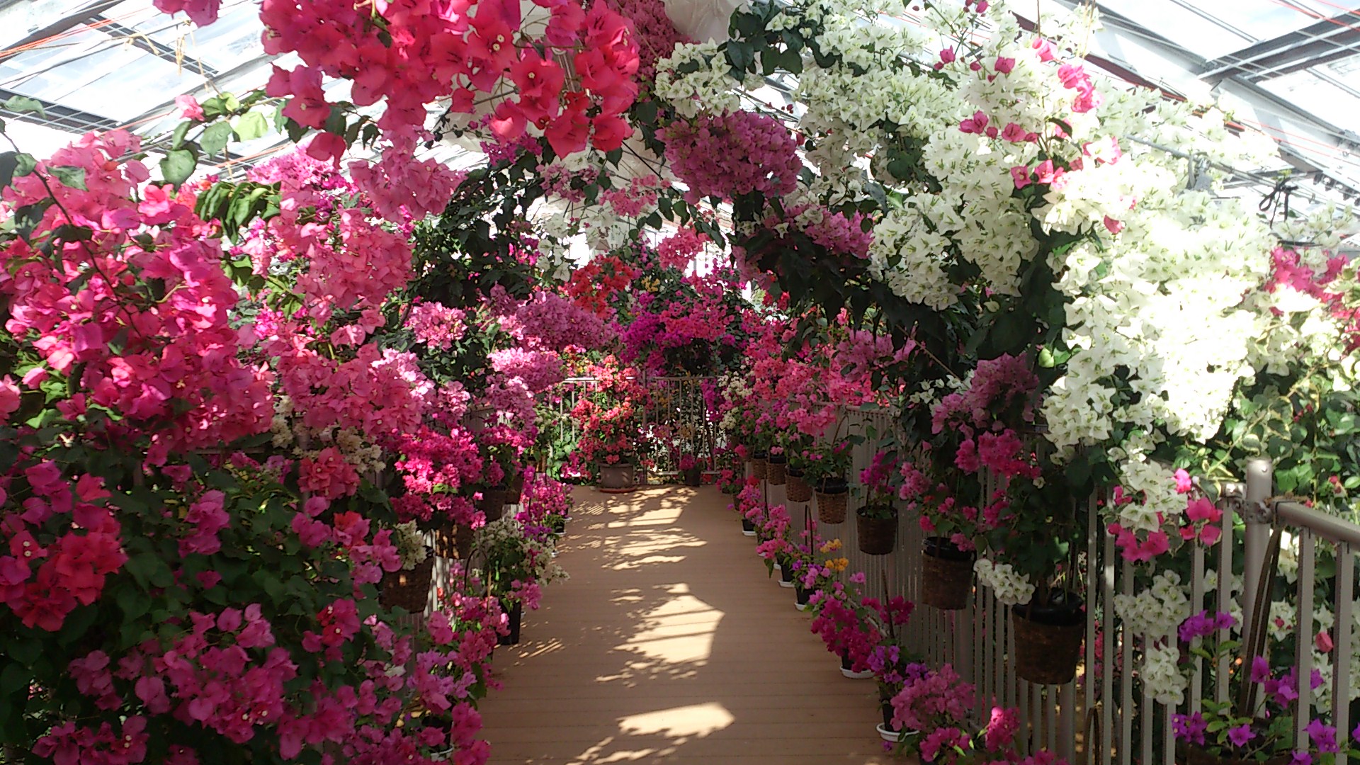 ブーゲンハウス嬉野の花々のトンネル